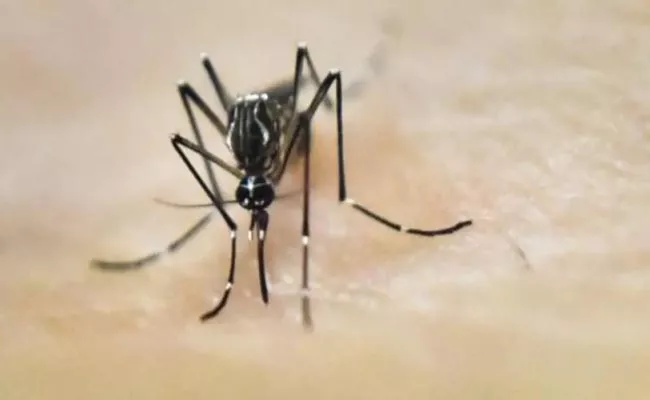 Dengue Cases Spike in UP in Firozabad, Centre Sends Experts - Sakshi