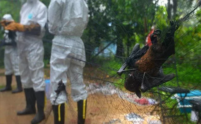 Central Team Rushed To Kerala As 12 Years Old Boy Dies Of Nipah Virus - Sakshi