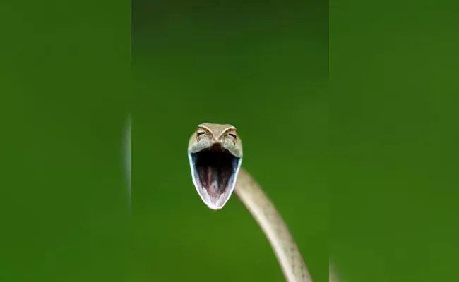 Comedy Wildlife Photo Awards Laughing Snake And Other Finalist From This Year - Sakshi