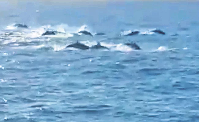 Dolphins In Rushikonda Beach - Sakshi