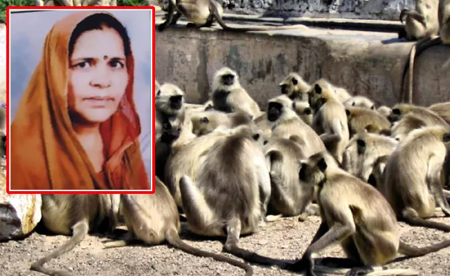 Terror Of Monkeys BJP Leader Wife Fell From The Roof In UP - Sakshi