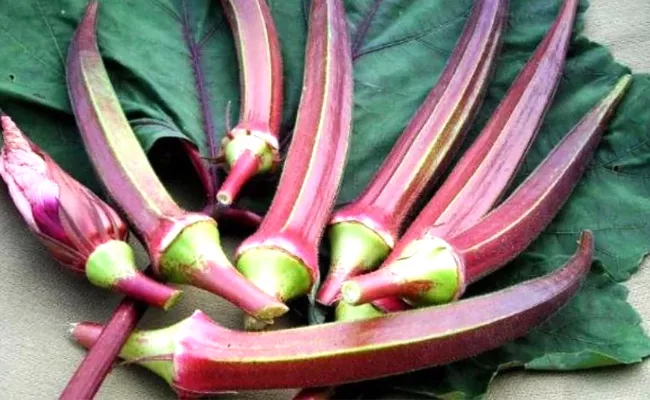 Madhya Pradesh: Farmer Grow Red Lady Finger Know Benefits - Sakshi