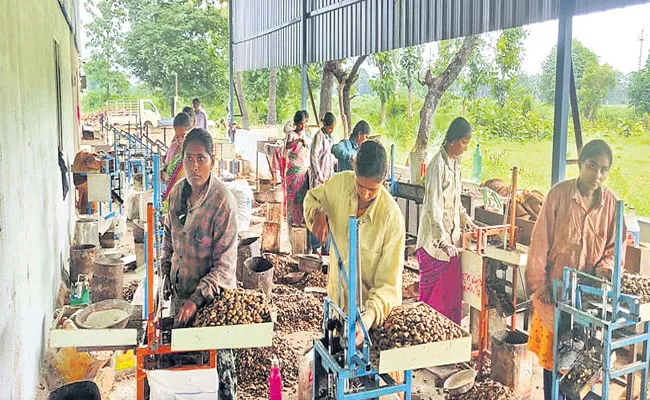 East Godavari Cashew Industry Famous And More Demand In AP - Sakshi