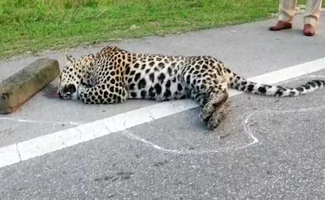 Leopard Found Dead On Road Near Manyamkonda - Sakshi