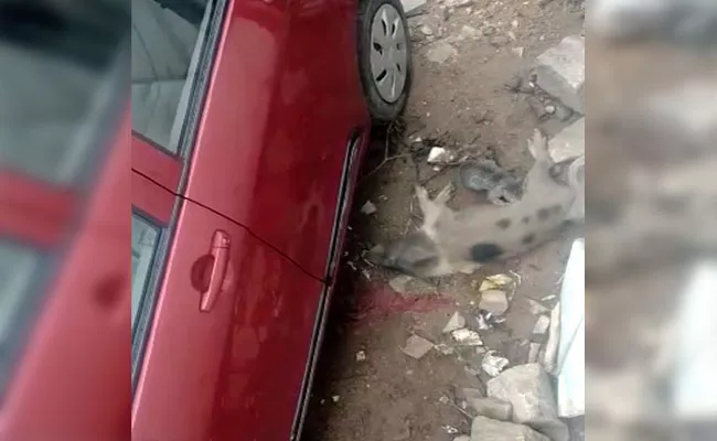 Cat Drinking Pig Milk In jadcherla, Video Goes Viral - Sakshi