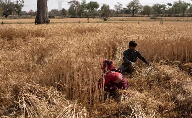 Amid Farmers Protest Centre Raises Wheat Purchase Price By 2 Percent - Sakshi