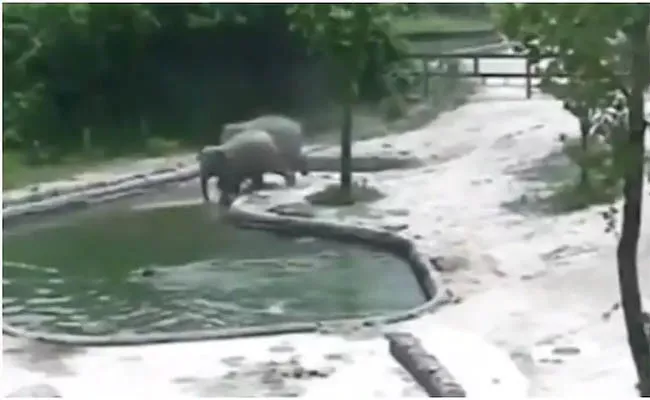 Viral Video 2 Elephants Rescue Baby Elephant Fall In Water - Sakshi