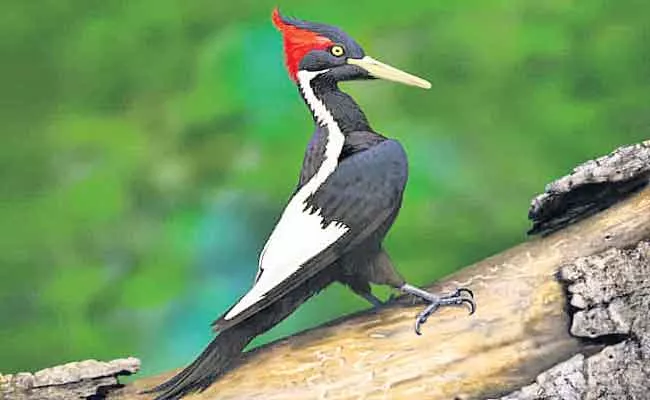 US Declare 23 Species, Including Ivory Billed Woodpecker - Sakshi