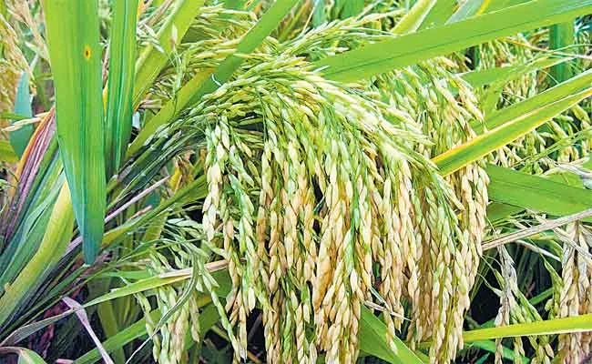 Devinder Sharma Guest Column On Organic Crop Cultivation in Sri Lanka - Sakshi