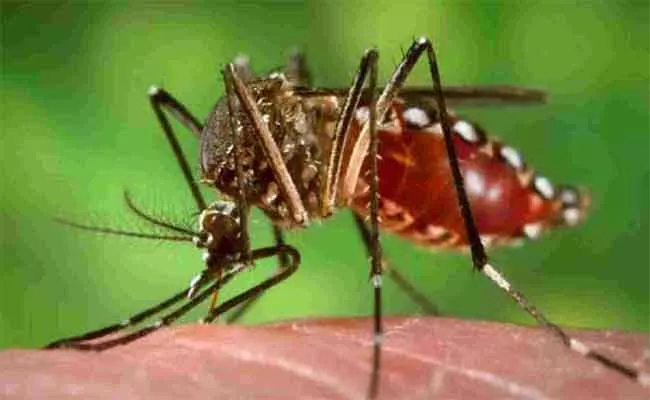 Dengue Cases On Rise In YSR Kadapa - Sakshi