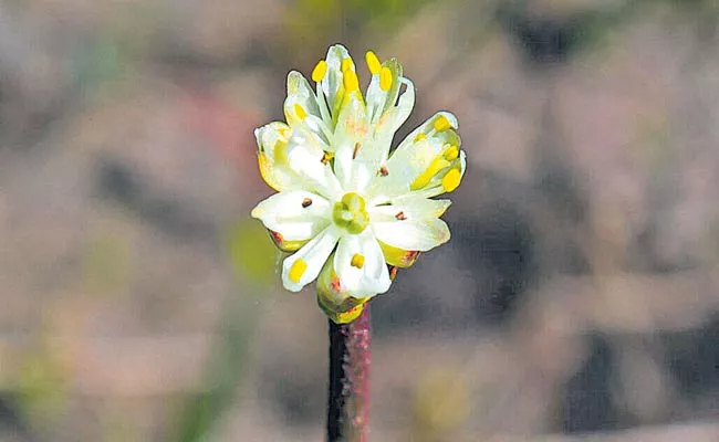 Triantha Occidentalis Digests Insects That Are Trapped By Sticky - Sakshi