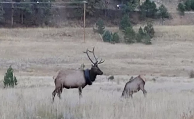 Car Tyre Struck Aroung Elk Neck For Two Years Finally Freed Last Week At Colorado - Sakshi