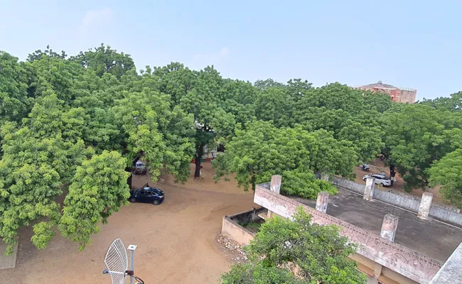 Neem Tree From The British Period In Prakasam District - Sakshi