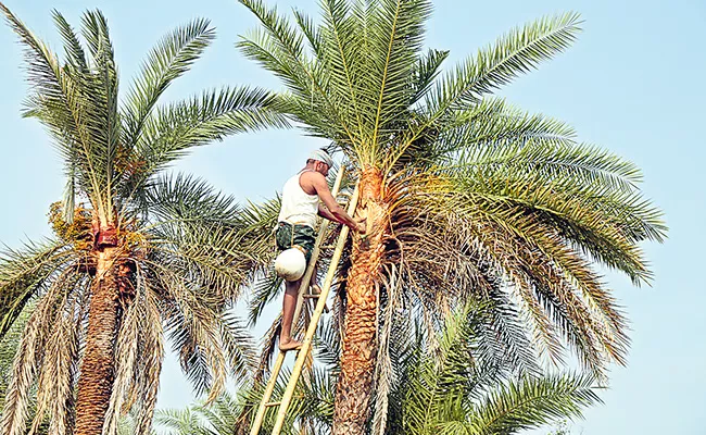 Sagubadi Special Palm Neera And Palm Products And Cultivation - Sakshi