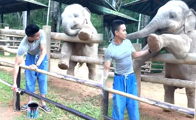 Viral Video: Baby Elephant Fun With Caretaker Goes Netizens Laugh - Sakshi