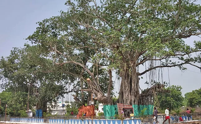 More Than 100 Years Banyan Tree History - Sakshi