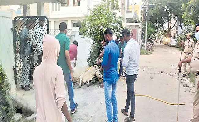 Cattle Attack People At  Kamareddy District - Sakshi