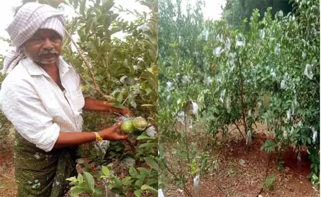 Guava Farmer Innovative Idea In Yadlapadu Guntur - Sakshi