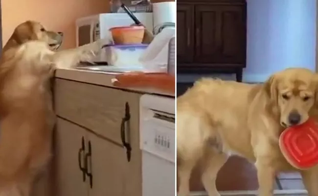 Dog Gets Caught While Stealing Food Its Disappointed Look Breaks Hearts - Sakshi