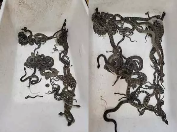 Shocking: 92 Rattlesnakes Found Under California Home - Sakshi