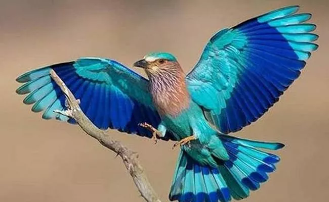 Nizamabad: Indian Roller Disappearing - Sakshi