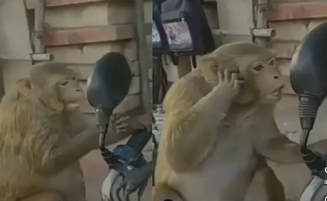 Viral Video: Monkey Checks Himself Out in Bikes Mirror - Sakshi