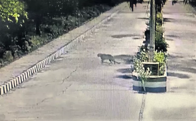 A leopard at Sri Venkateswara Veterinary University - Sakshi