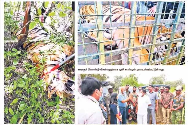 Forest Officers Catch Man Eating Tiger In Tamilnadu - Sakshi