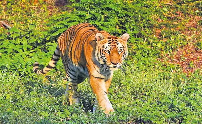 Tiger died at Visakhapatnam zoo park - Sakshi