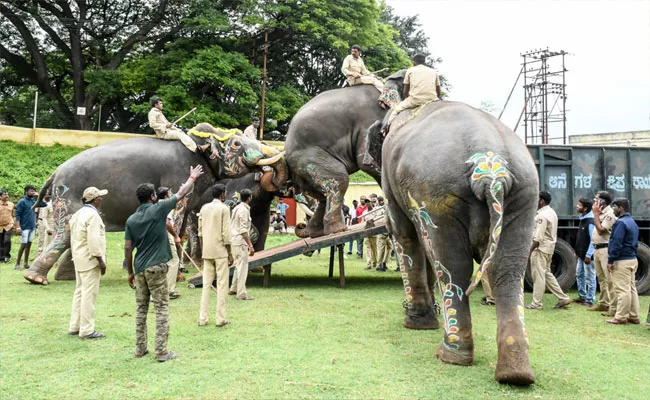 Dasara Elephant Ashwathama Refuses to leave Mysore Palace - Sakshi