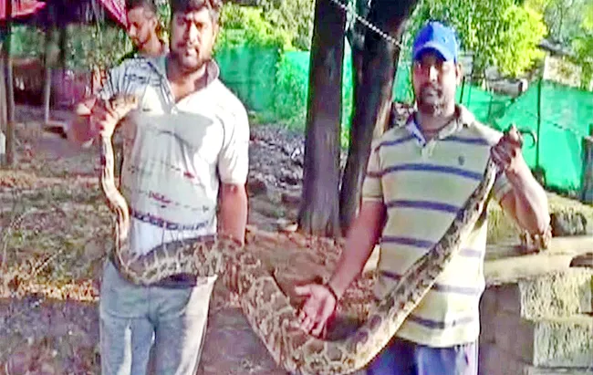 Python Enters Mans Home In Khammam - Sakshi