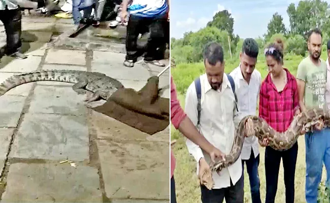 Python And Crocodile Rescue By Forest Officials In Gujarat - Sakshi