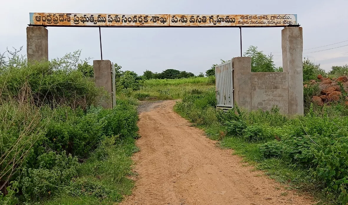 Tadakanapalli Cattle Hostel Got Second Place In Milk Production - Sakshi