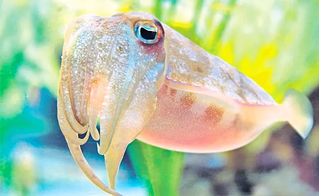 Cuttlefish Has Better Memory Than Humans - Sakshi