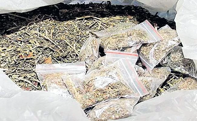 Special Operation Led By Police Excise Enforcement Over Ganja Cases - Sakshi