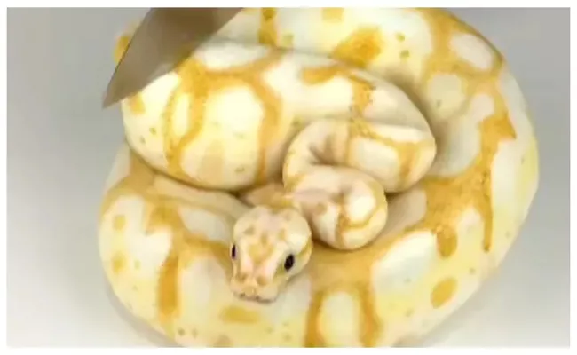 Different Snake Cake Recipie Viral  - Sakshi