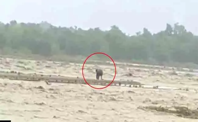 Viral Video: Elephant Stuck In Island In Raging Gaula River Rescued In Uttarakhand - Sakshi