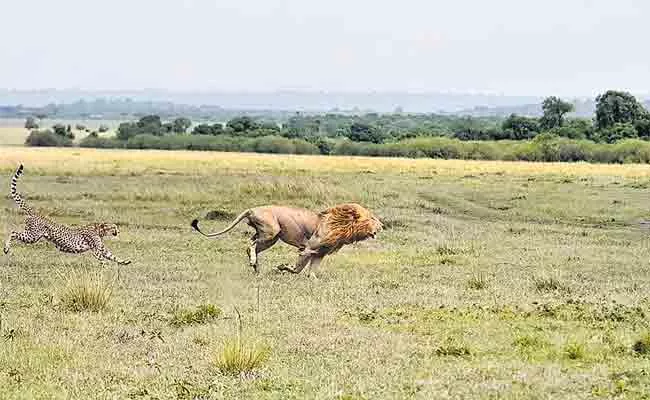 Cheetah Attack On Lion In Kenya Masai Mara National Park - Sakshi