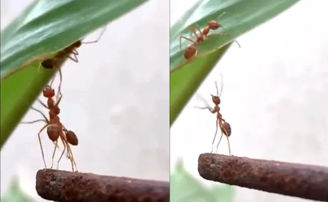 Viral: Ant Helps To Its Friends But What Happened Next Is Actually Life Lesson - Sakshi