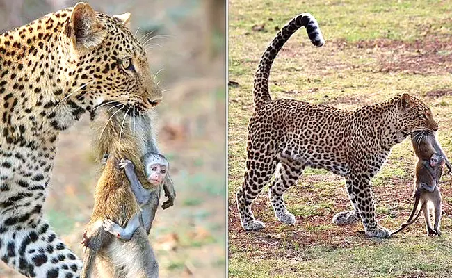 Zambia National Park Cheetah Grabs Mother Then Child Monkey Follow Mother - Sakshi