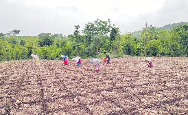 Officials Submit A Report to CM KCR Podu Lands Forest Conservation Haritha Haram - Sakshi