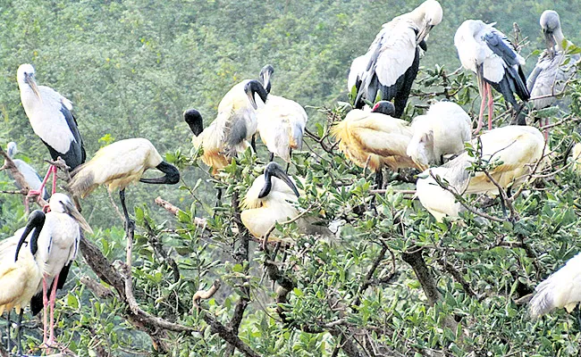 Foreign Migrant Birds Arriving To Nellore Nelapattu Bird Sanctuary - Sakshi