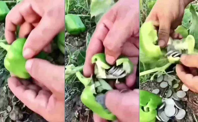 Viral Video Cutting This Capsicum Coins Are Coming Out Of It - Sakshi