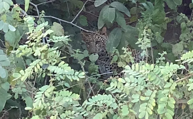 Leopard Wandering In Nizamsagar Tourists Threatened - Sakshi