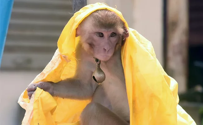 Monkey Photo Story Srikakulam District - Sakshi