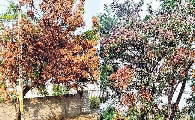 Neem Trees Dying Mysteriously Here Are Reasons - Sakshi