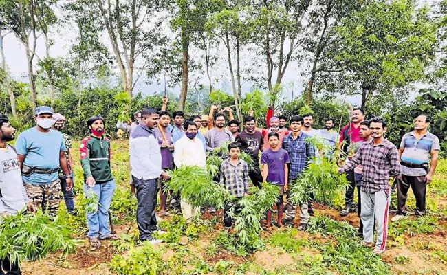 Ongoing destruction of cannabis plantations Andhra Pradesh - Sakshi