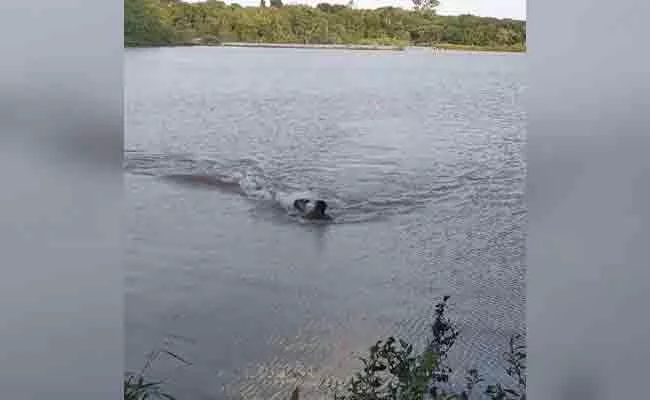 Crocodile Violently Attacks On Men In Brazil: Viral Video - Sakshi