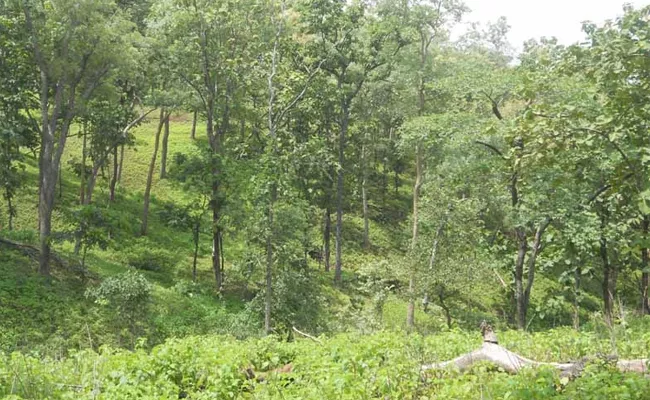 Asifabad Babejhari Forest Famous As Telangana Kashmir - Sakshi