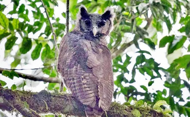 Viral: Giant Owl Photographed After 150 Years Goes Netizens Shock - Sakshi